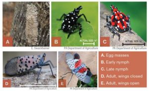 are lantern bugs harmful to humans are lantern bugs harmful to humans