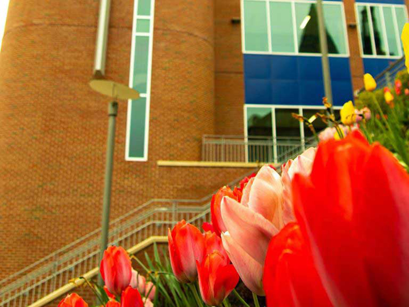 Close up of tulips in front of a building