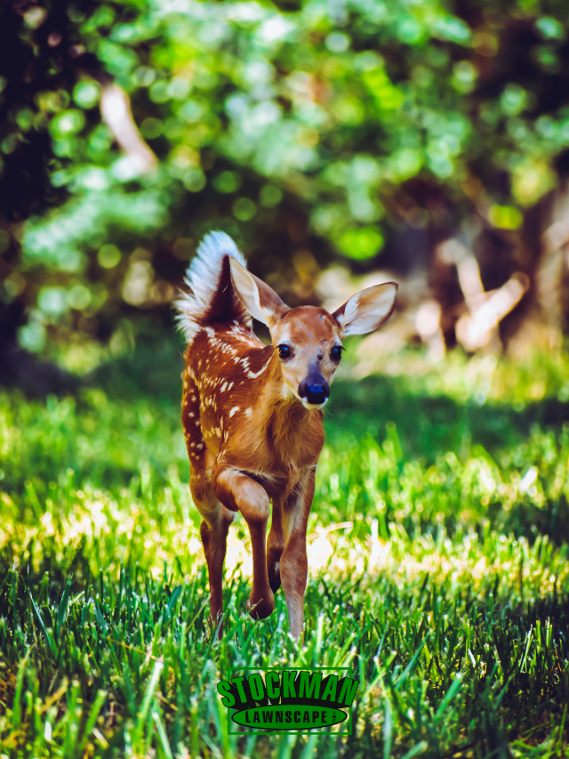 How To Deter Animals From Your Landscaping Safely