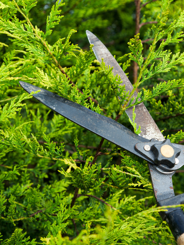 Outdoor Landscaping Projects: Tree and Bush Pruning