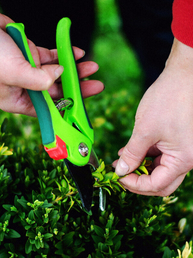 Quick Tips For Tree & Shrub Pruning