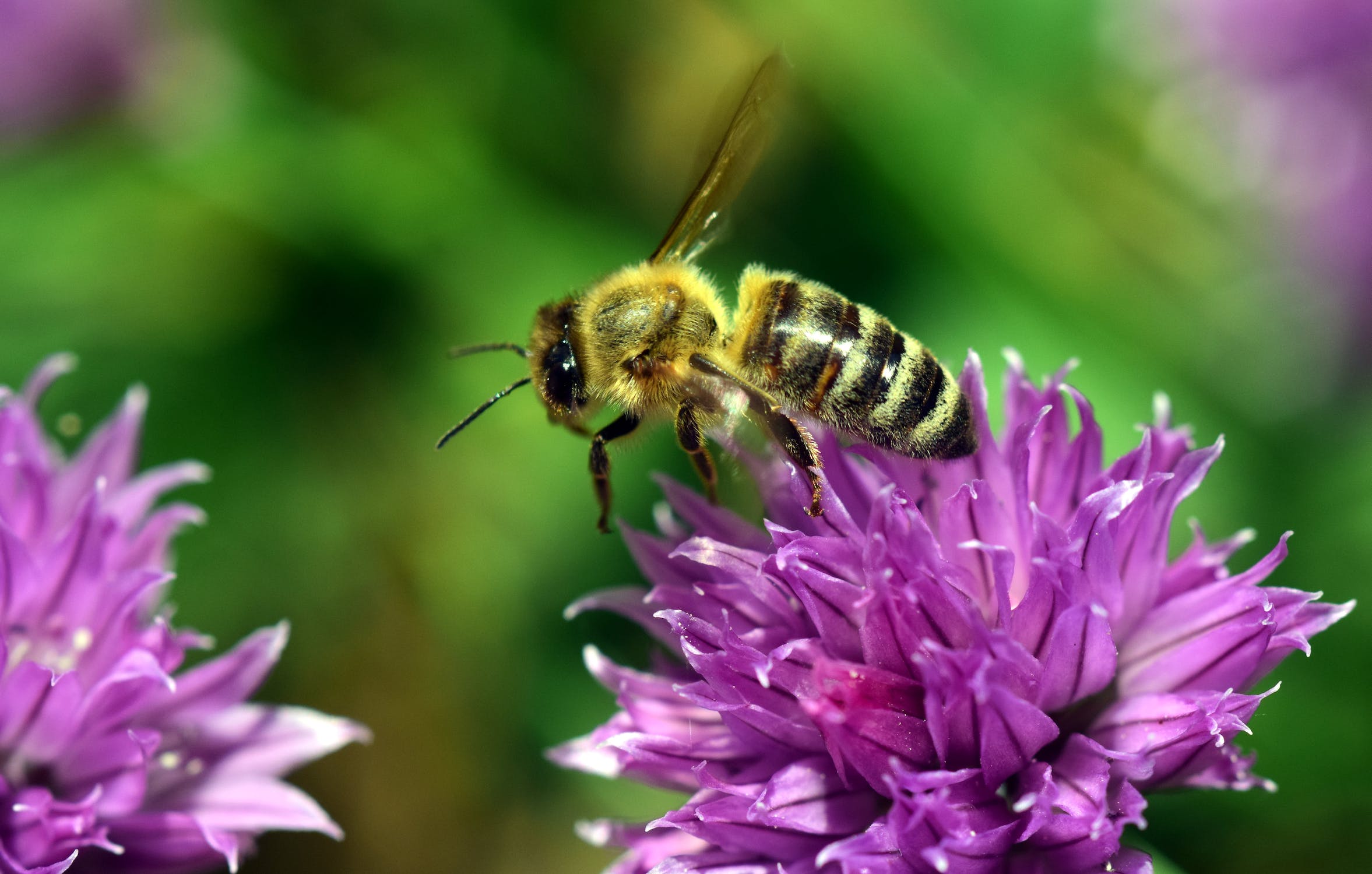4 Flowers To Brighten Your Seasonal Display:Bee Balm