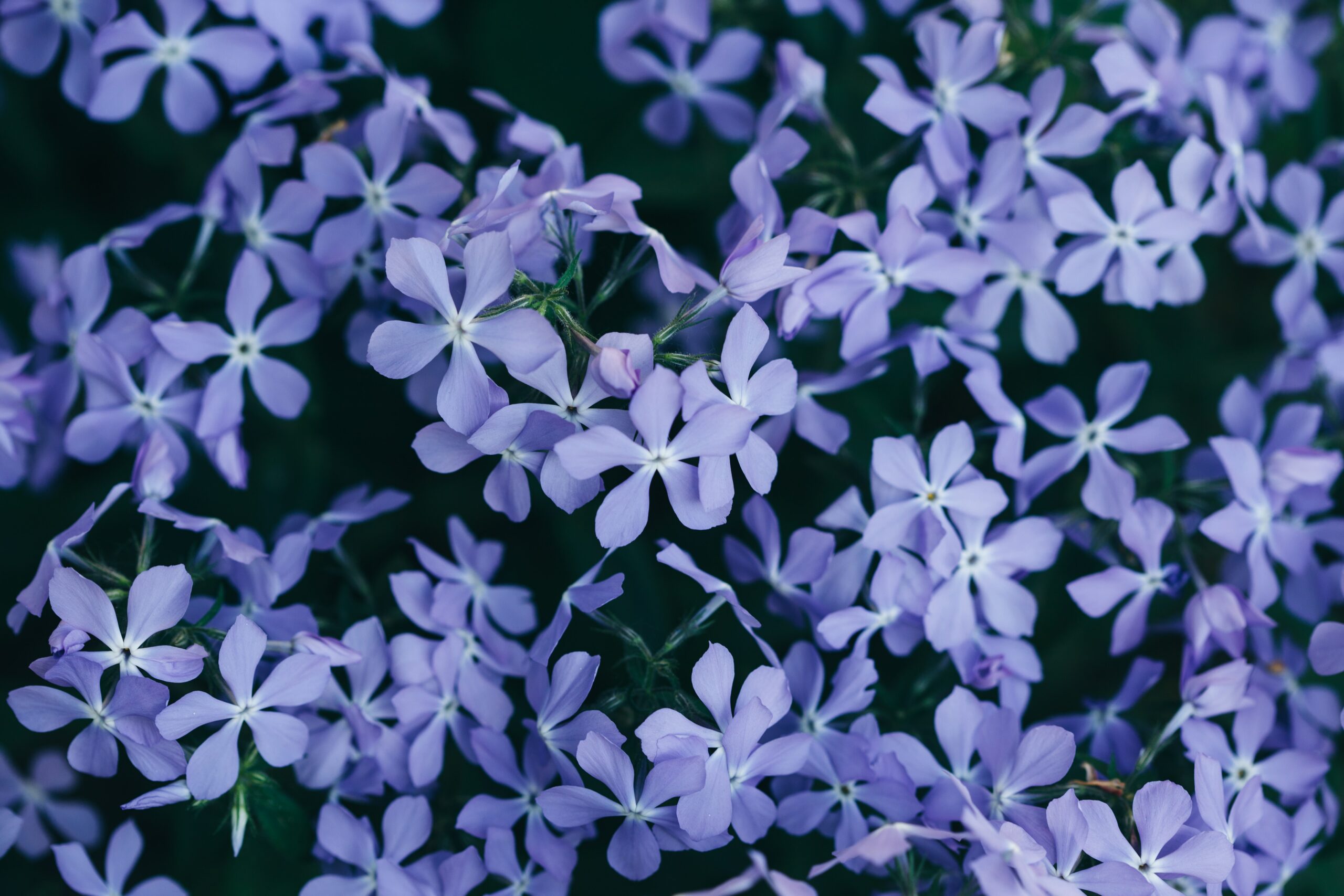 4 Flowers To Brighten Your Seasonal Display: Wild Blue Phlox 