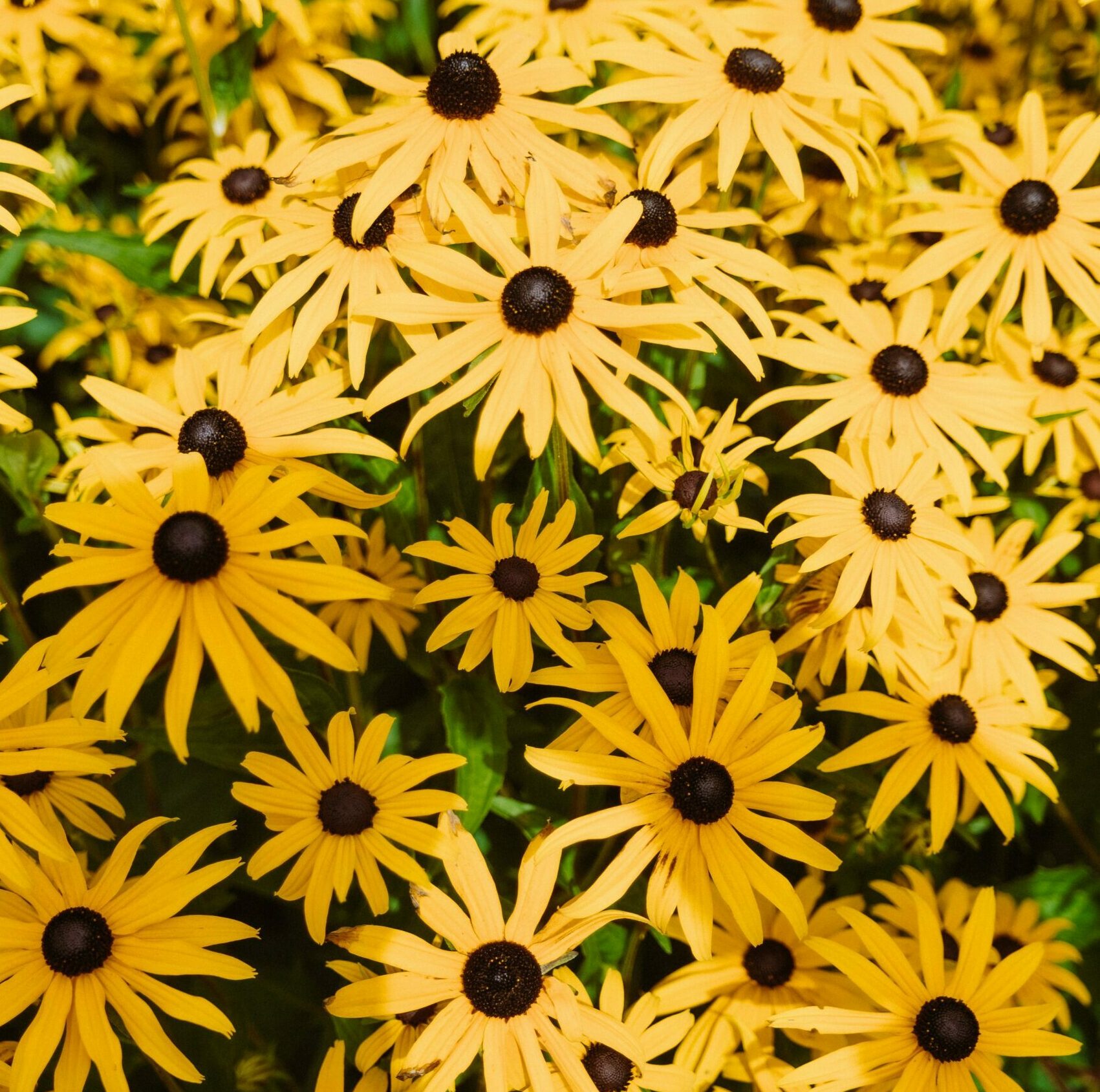 4 Flowers To Brighten Your Seasonal Display: Black Eyed Susans