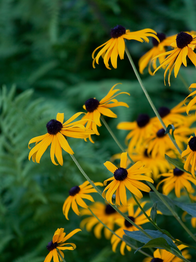 4 Flowers To Brighten Your Seasonal Color Display