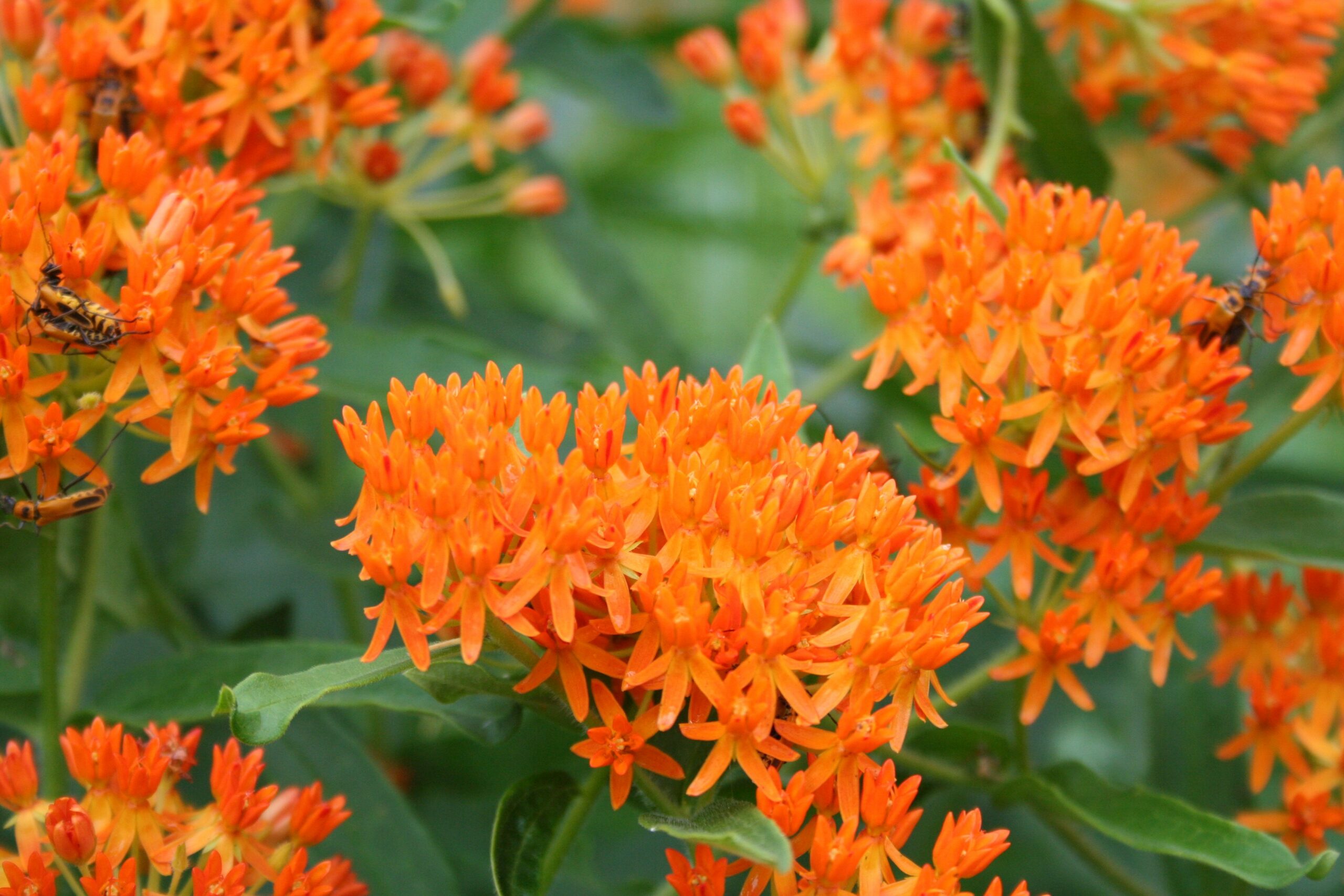 butterfly-milkweed butterfly-milkweed