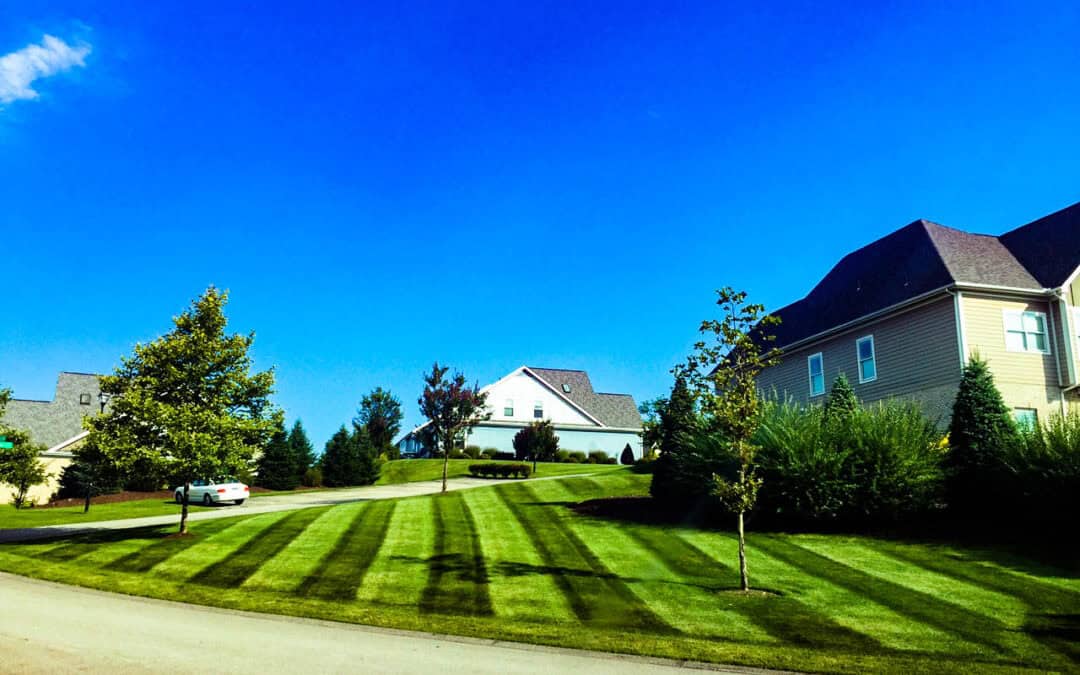 seed vs. artificial turf